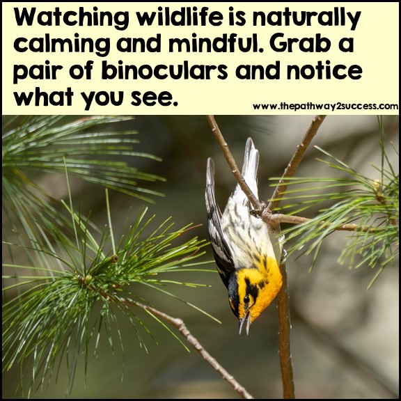 A beautiful Blackburnian Warbler hanging from a pine tree