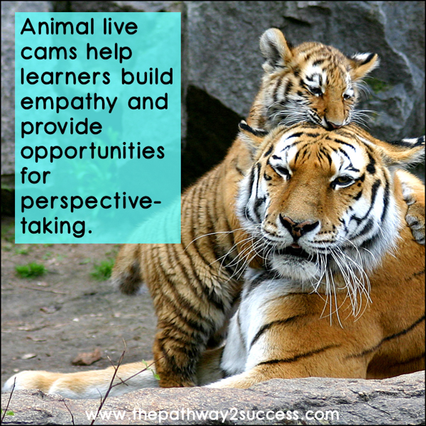 Animal live cams build opportunities for perspective-taking and empathy-building.