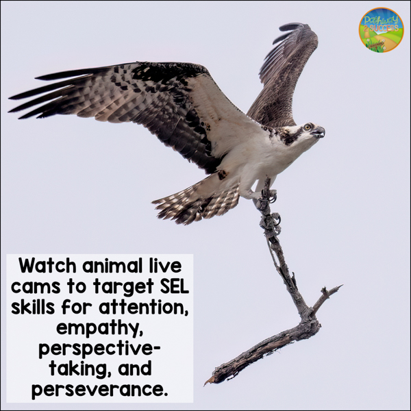 watch animal live cams to target SEL skills like perseverance and perspective-taking