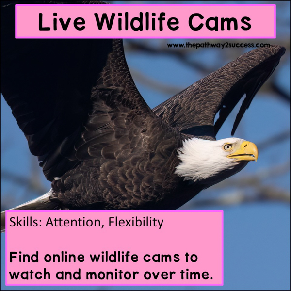 Use live wildlife cams to monitor different species.