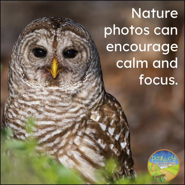 Nature photos are calming